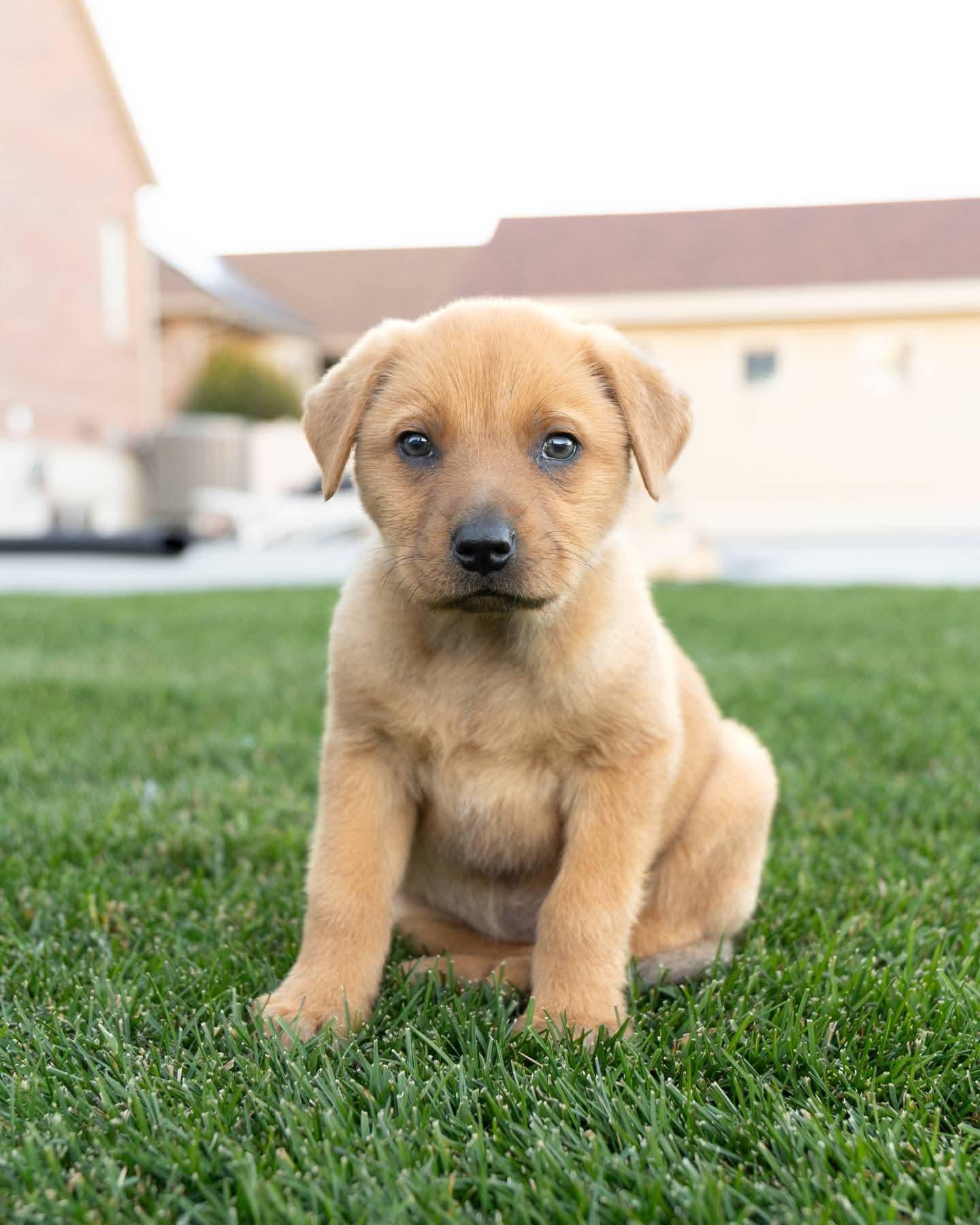 Enlarge Frederina, a Adoptable mixed breed in Midway, UT image 3/3