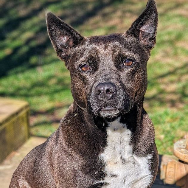 Ashlynn, a Adoptable mixed breed in Sautee Nacoochee, GA image 1/7
