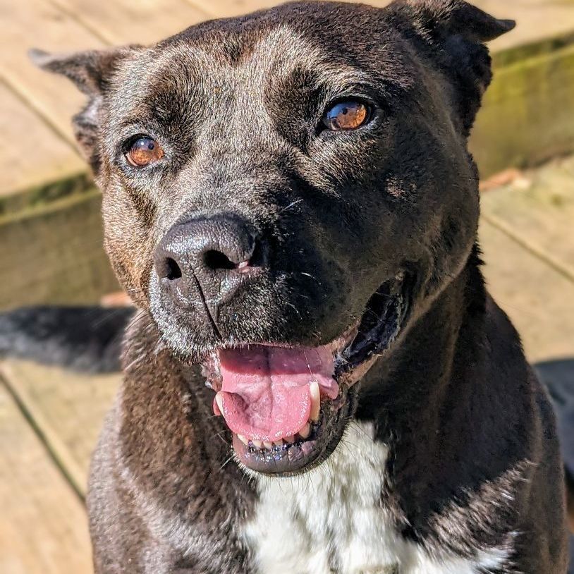 Ashlynn, a Adoptable mixed breed in Sautee Nacoochee, GA image 2/7