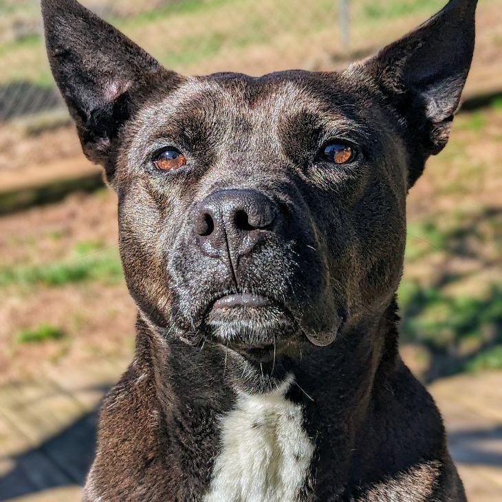 Ashlynn, a Adoptable mixed breed in Sautee Nacoochee, GA image 4/7