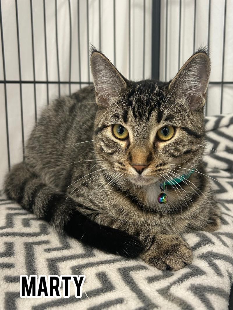Marty, Adoptable, Young Male Domestic Short Hair.