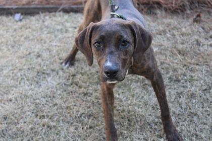 Mavis, Adoptable, Adult Female Black and Tan Coonhound & Retriever.