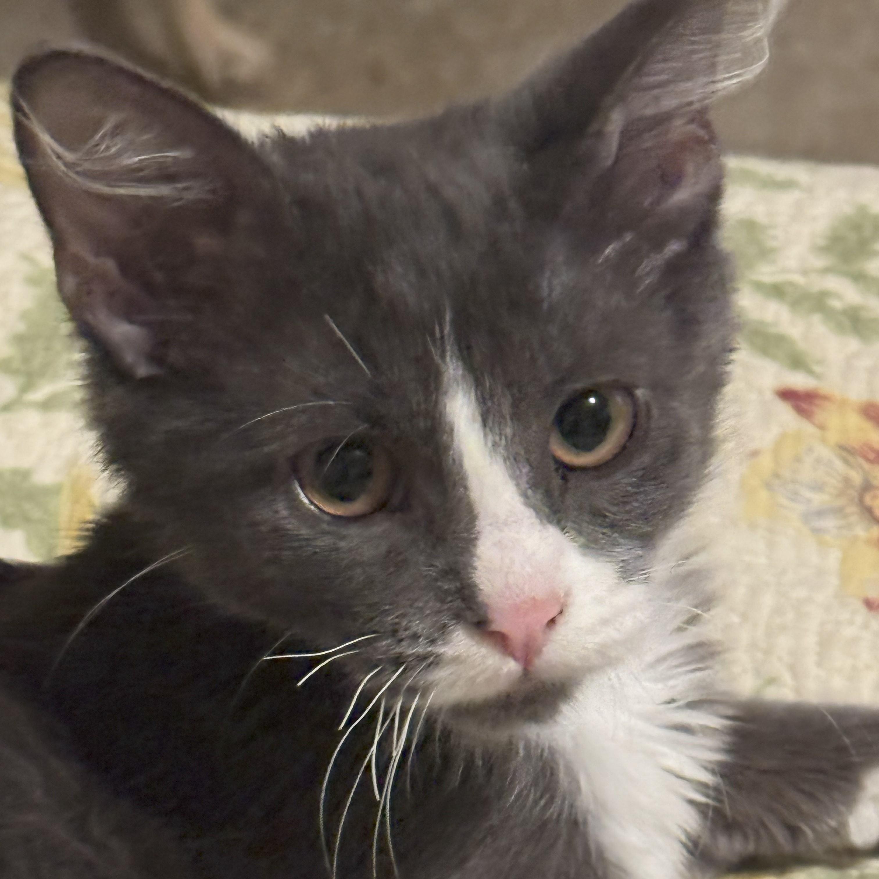 Ricky, Adopted, Young Male Domestic Short Hair.