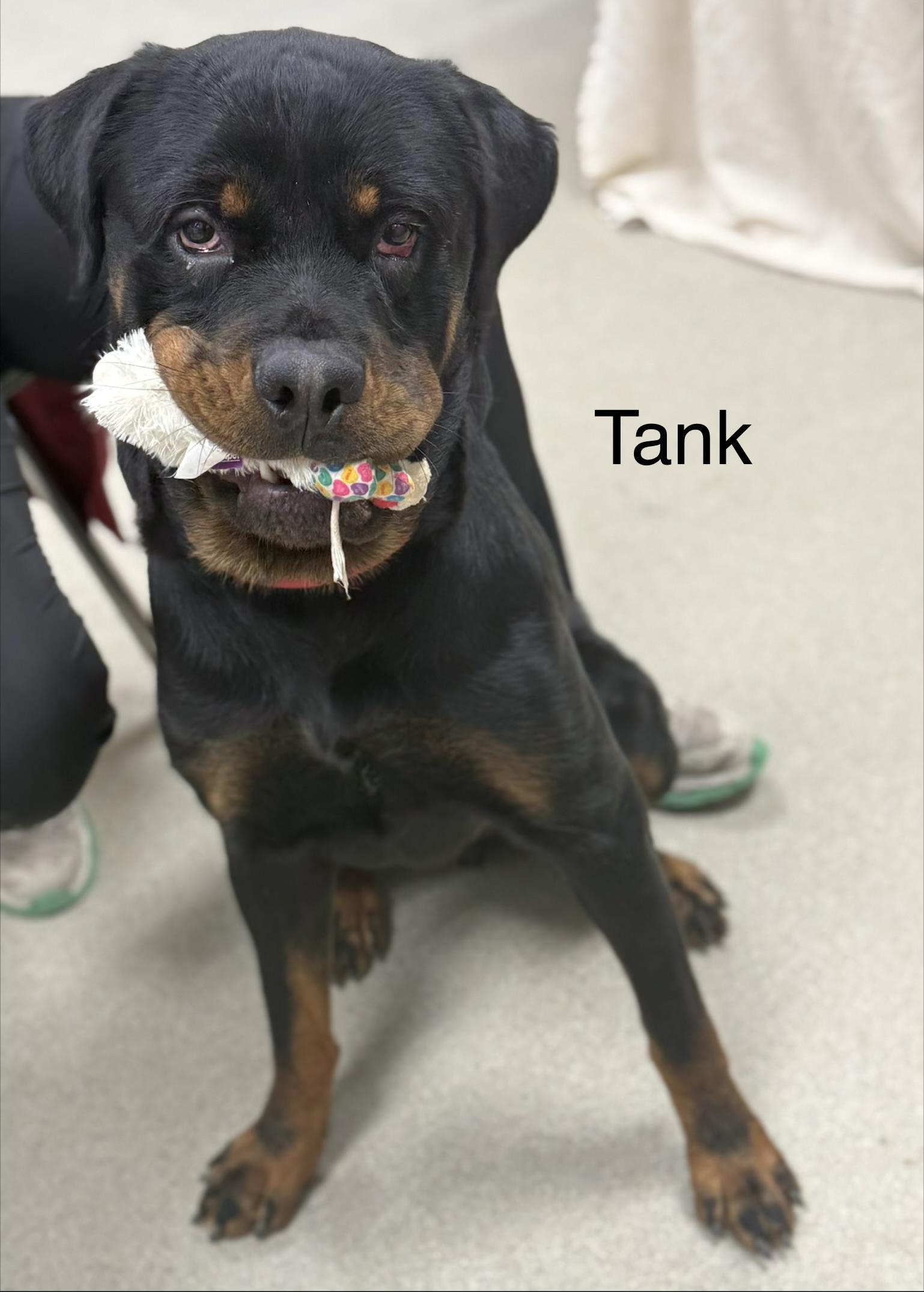 Enlarge TANK, a Adoptable Rottweiler in Ashland, OH image 1/3