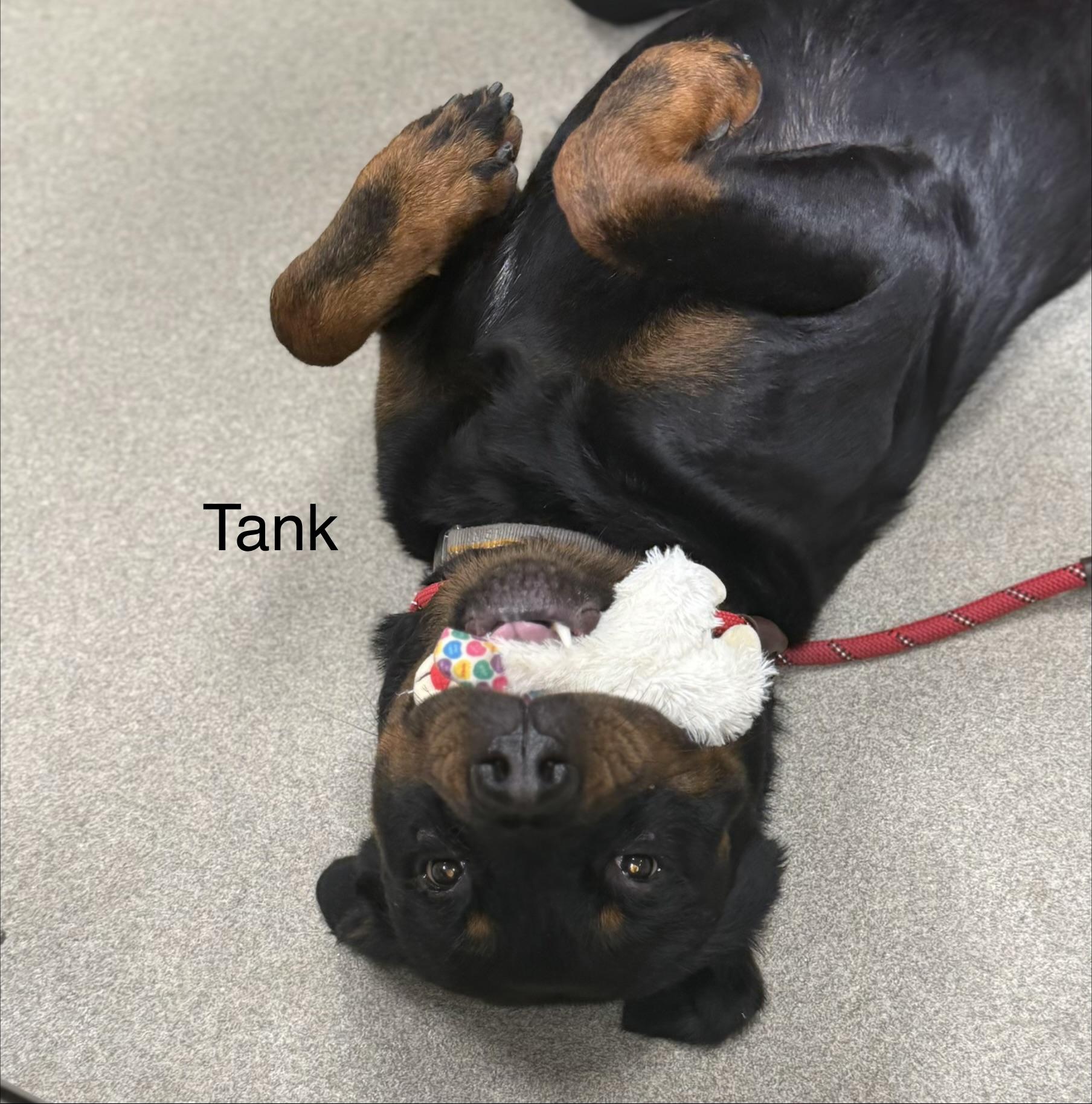 Enlarge TANK, a Adoptable Rottweiler in Ashland, OH image 2/3