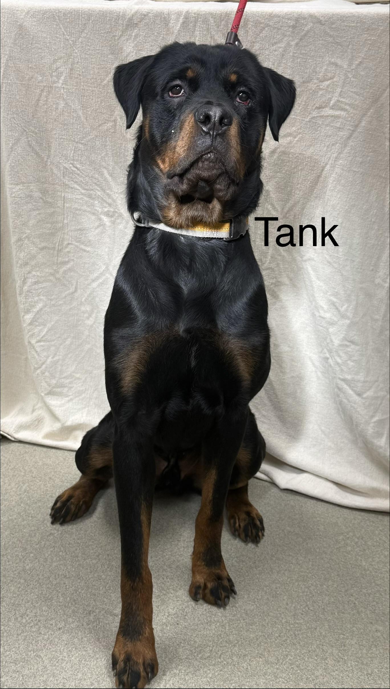 Enlarge TANK, a Adoptable Rottweiler in Ashland, OH image 3/3