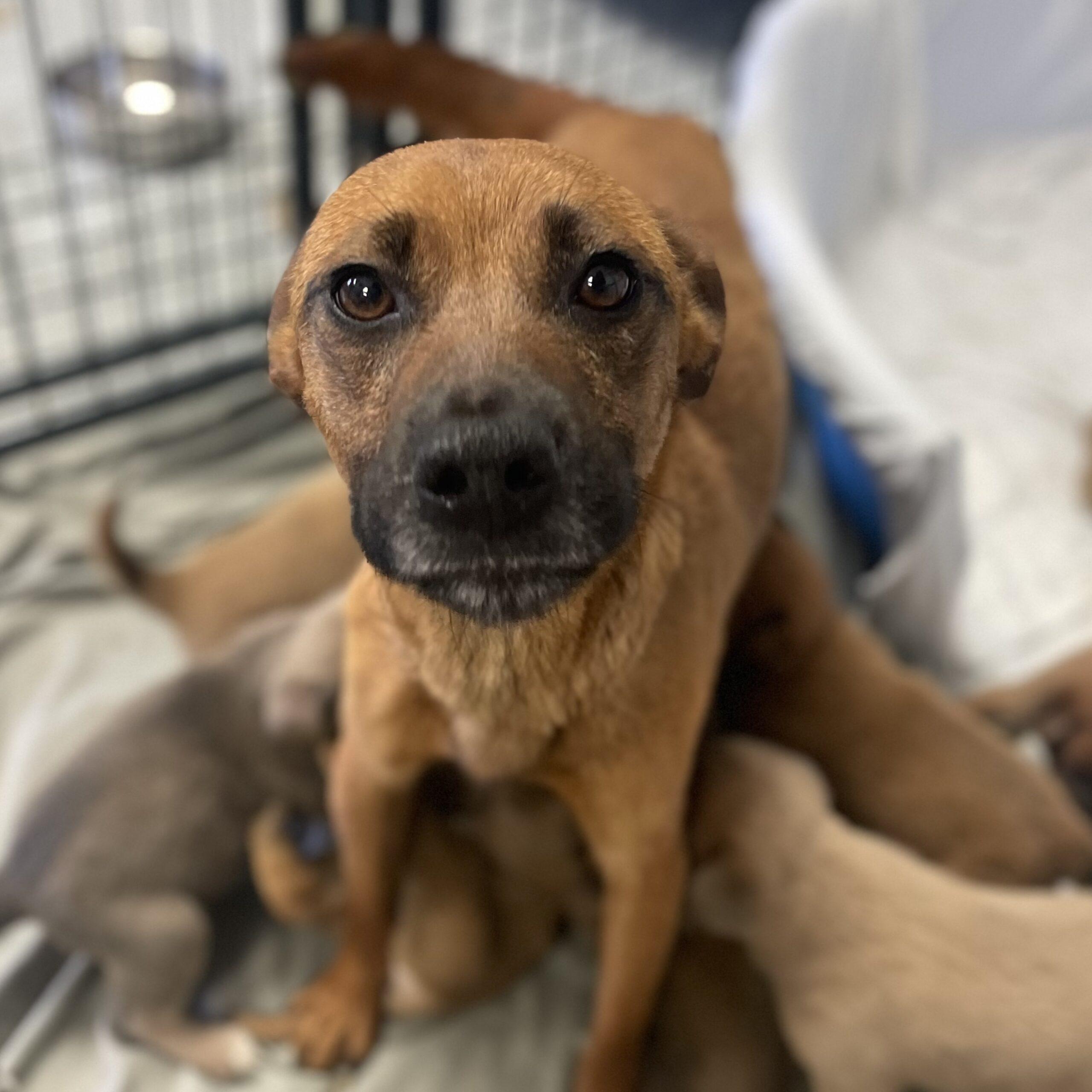 Tortellini thumbnail 5