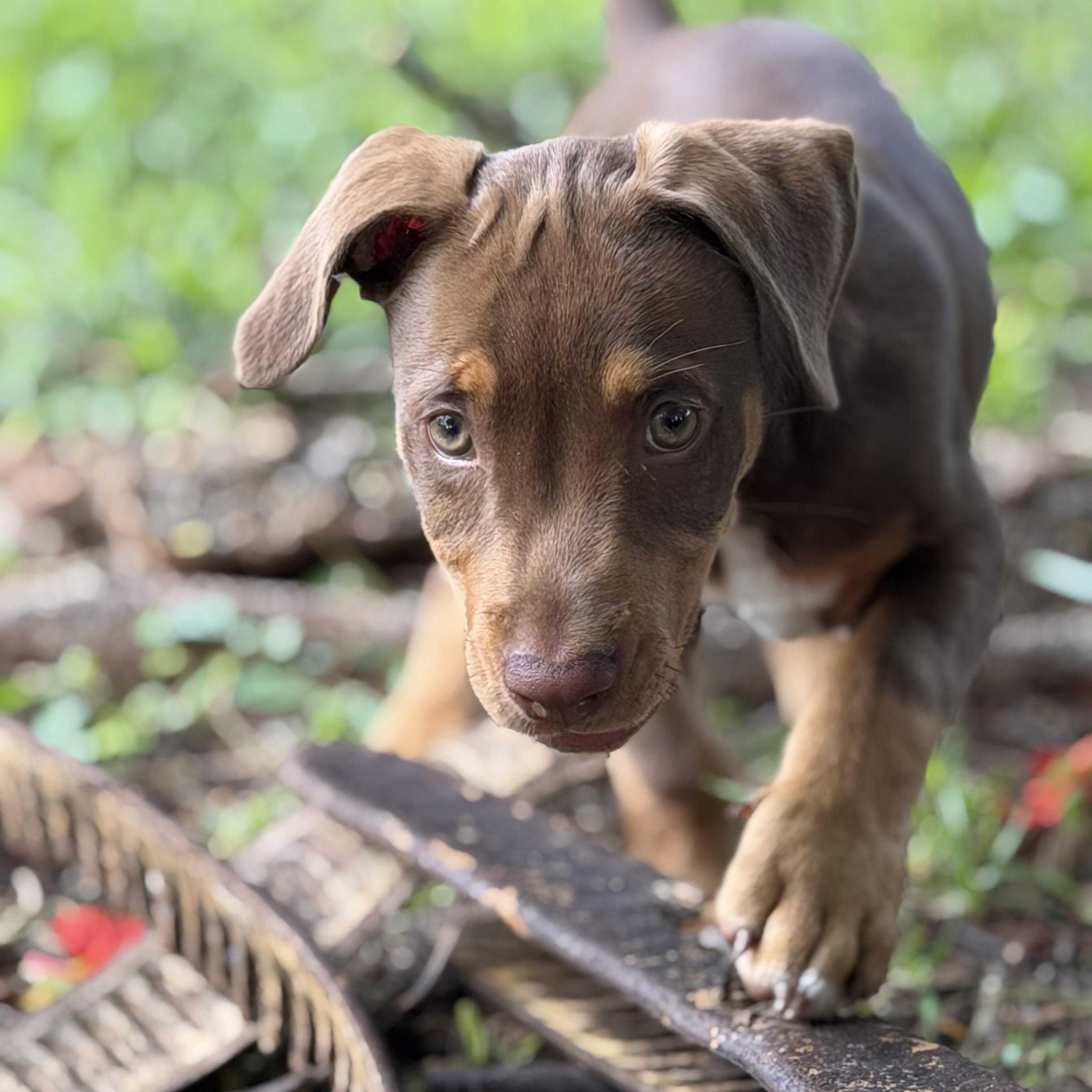 Enlarge Nico, a Adopted mixed breed in Fort Lauderdale, FL image 4/5