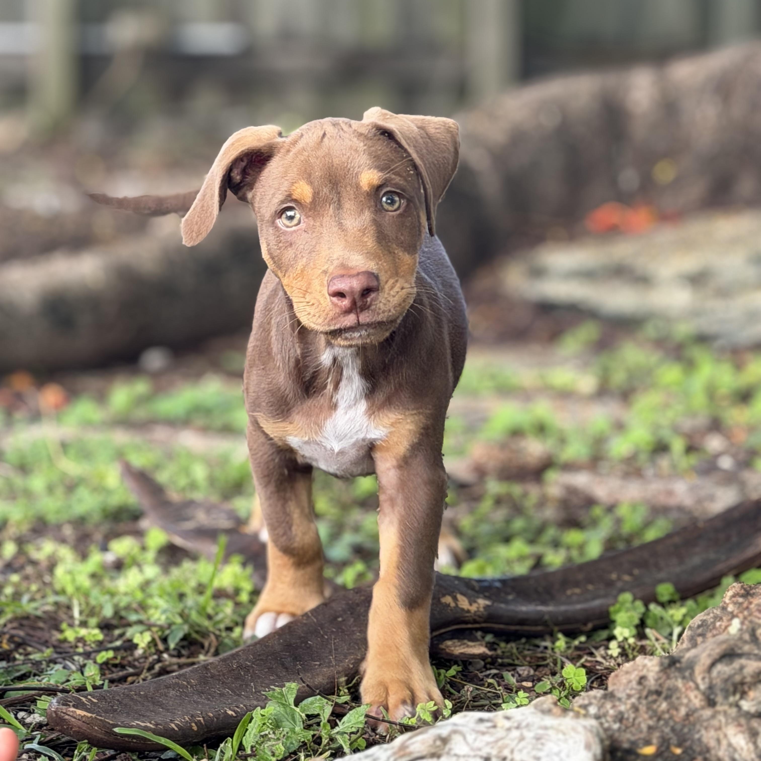 Enlarge Nico, a Adopted mixed breed in Fort Lauderdale, FL image 1/5