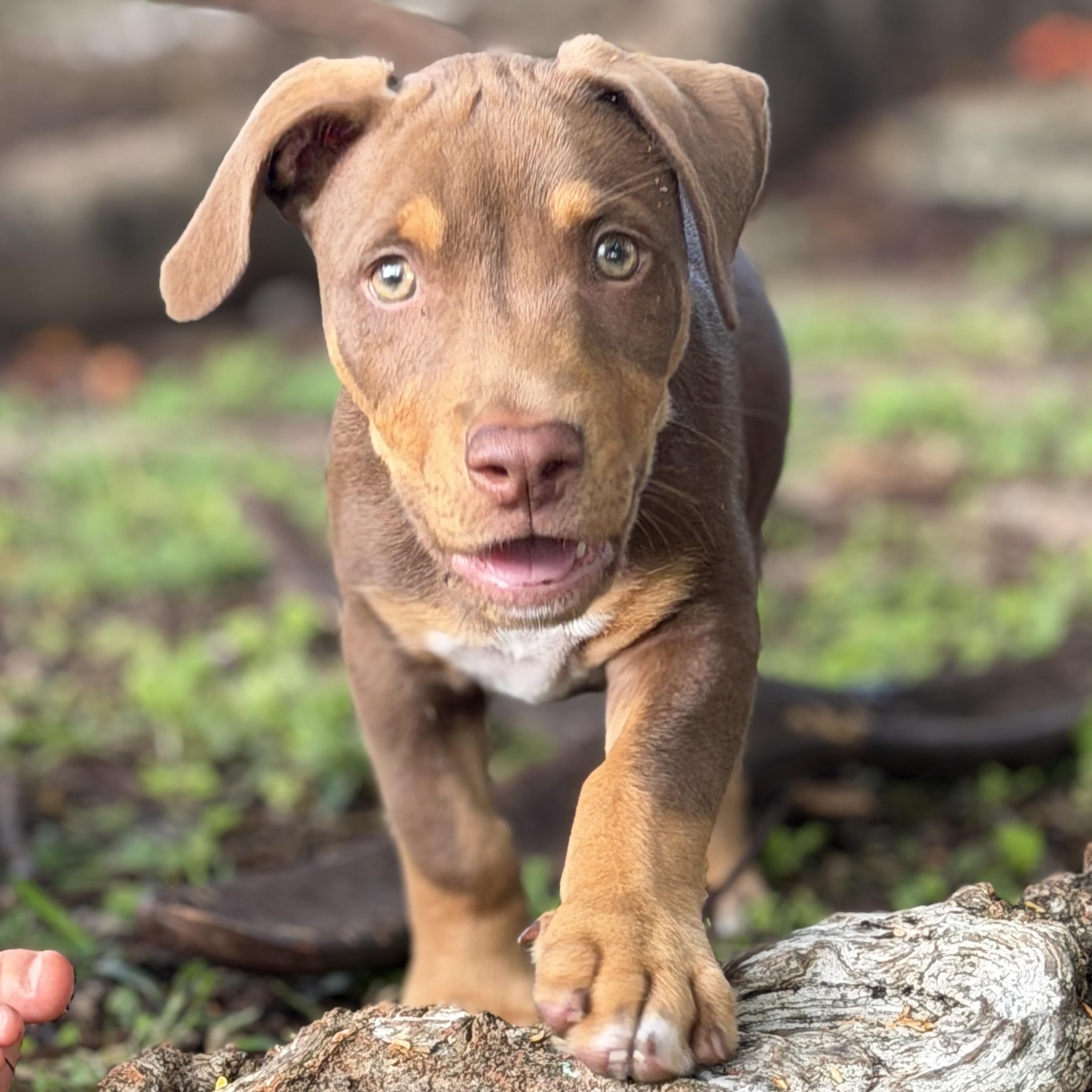 Enlarge Nico, a Adopted mixed breed in Fort Lauderdale, FL image 3/5