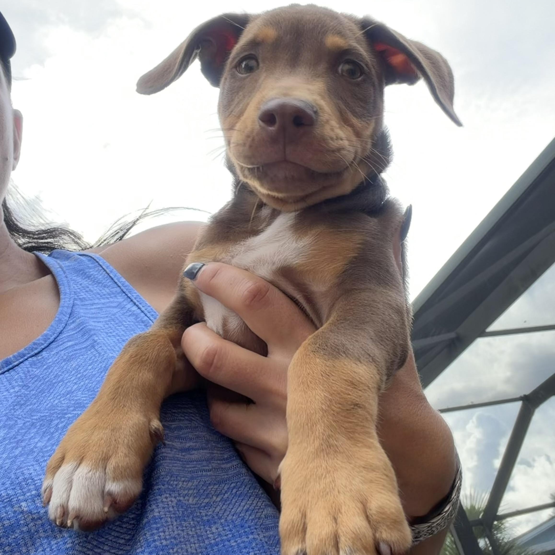 Enlarge Nico, a Adopted mixed breed in Fort Lauderdale, FL image 2/5