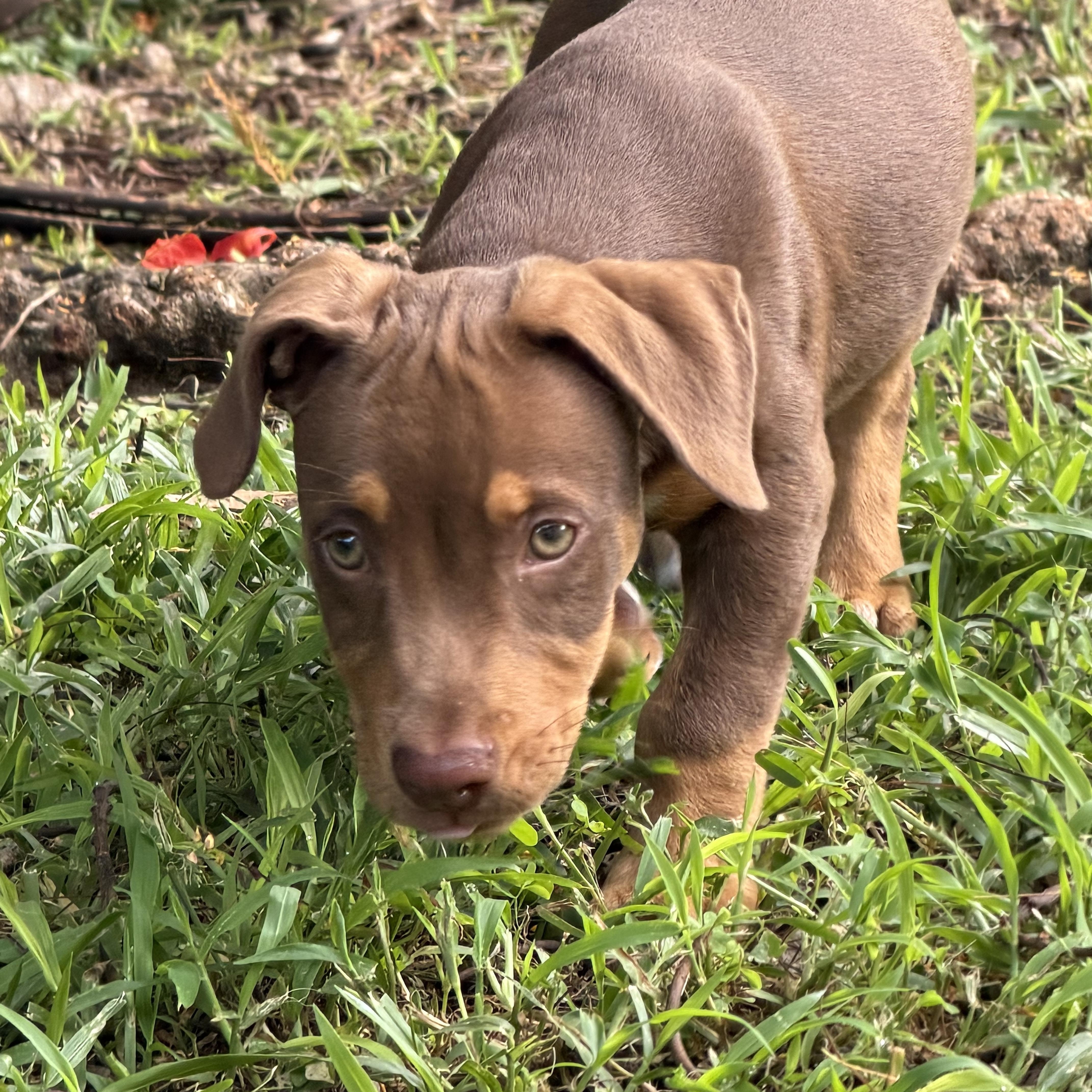 Enlarge Nico, a Adopted mixed breed in Fort Lauderdale, FL image 5/5