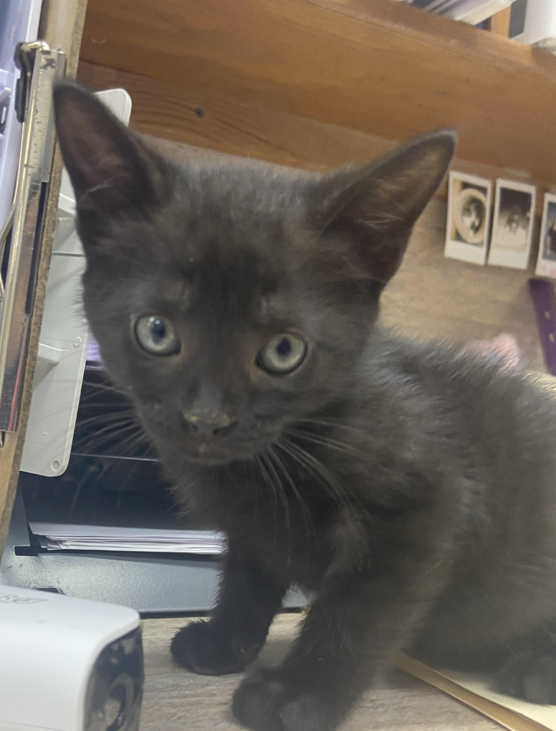 Axle, Adopted, Kitten Male Domestic Short Hair.