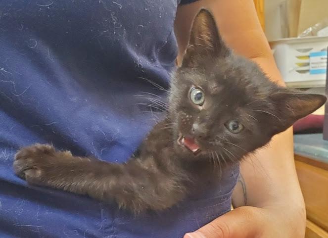 Axle, a Adopted Domestic Short Hair in Norcross, GA image 2/5