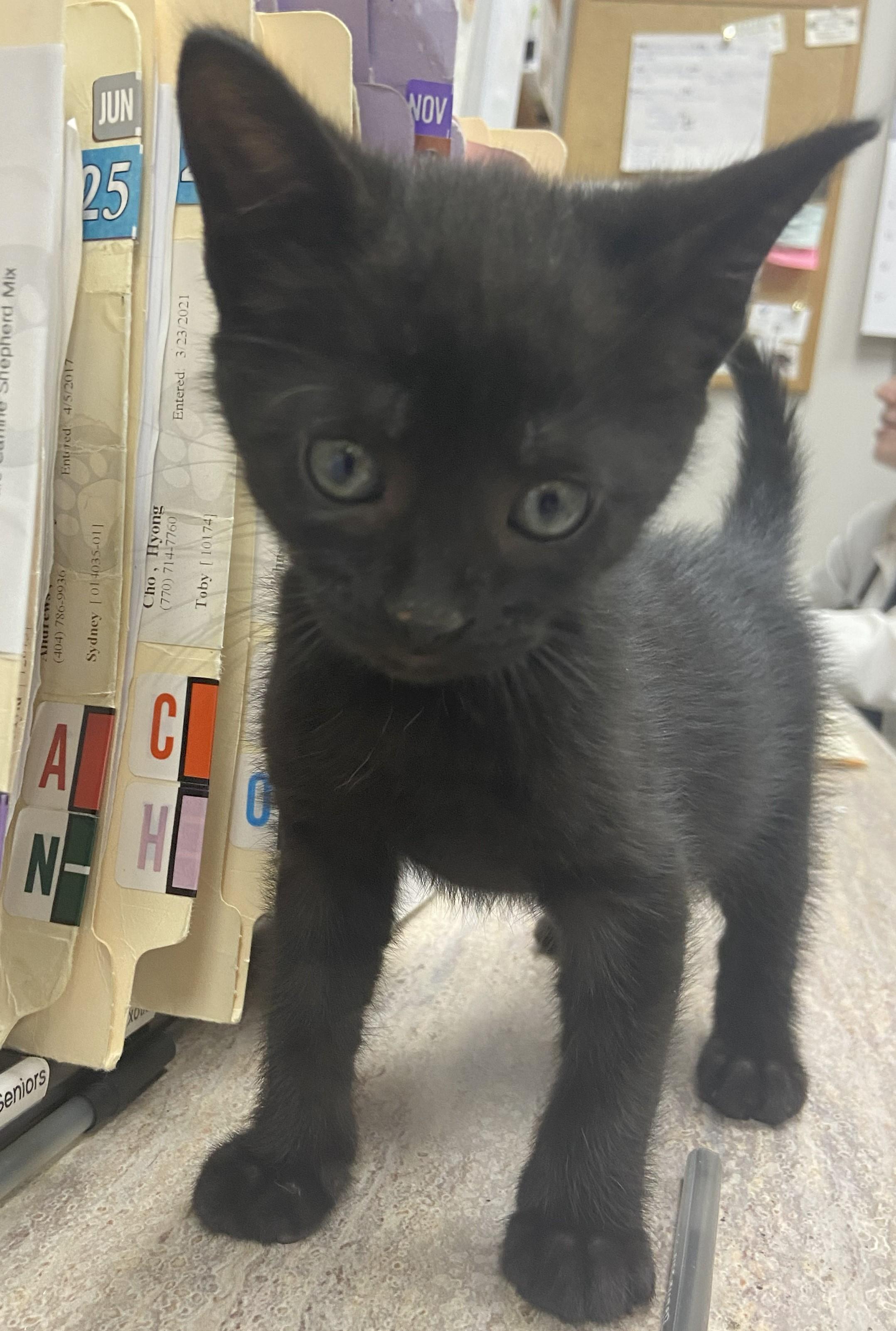 Axle, a Adopted Domestic Short Hair in Norcross, GA image 4/5