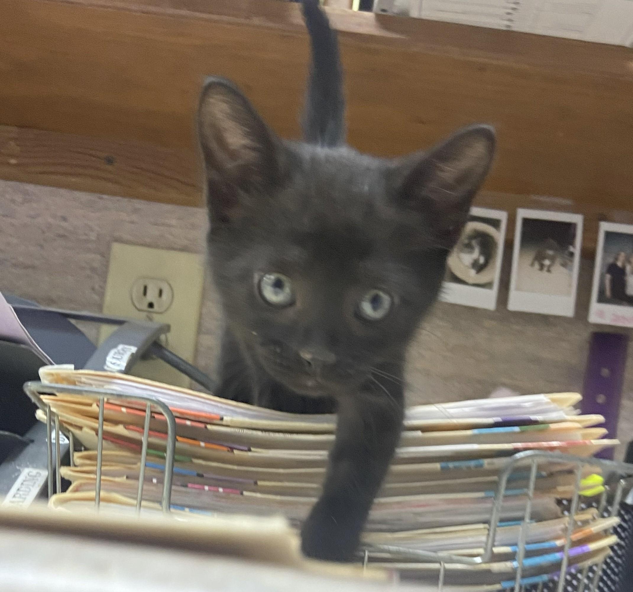 Axle, a Adopted Domestic Short Hair in Norcross, GA image 3/5