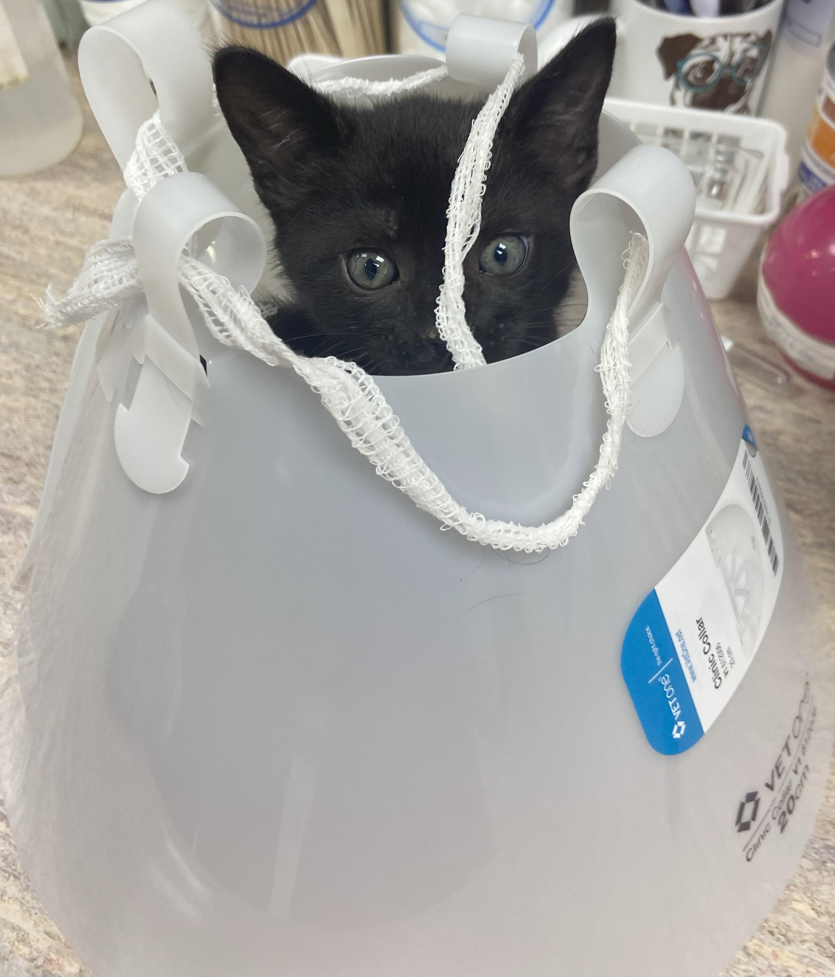 Axle, a Adopted Domestic Short Hair in Norcross, GA image 5/5