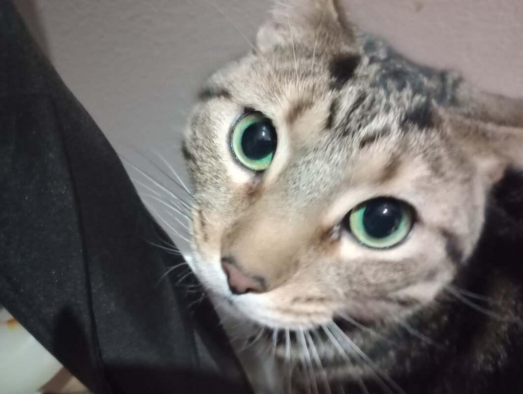 Enlarge Spruce (coming soon!), an adopted Domestic Short Hair in Kalamazoo, MI image 3/4