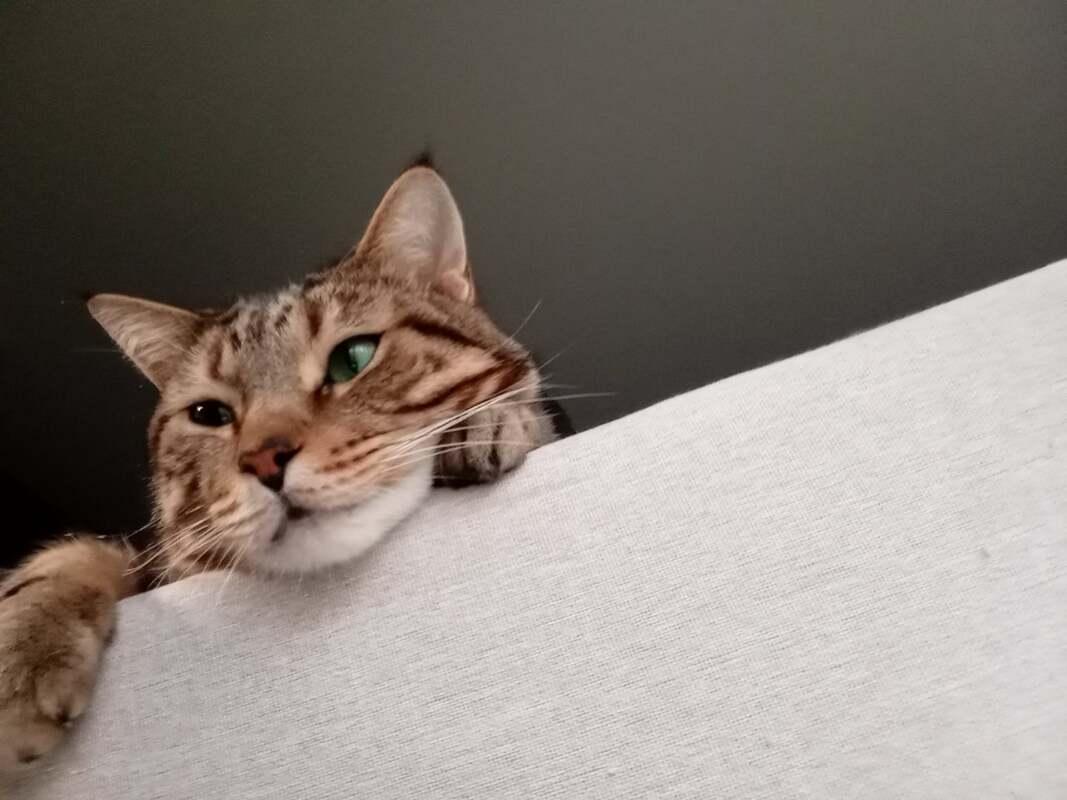 Spruce (coming soon!), adopted, Adult Male Domestic Short Hair.