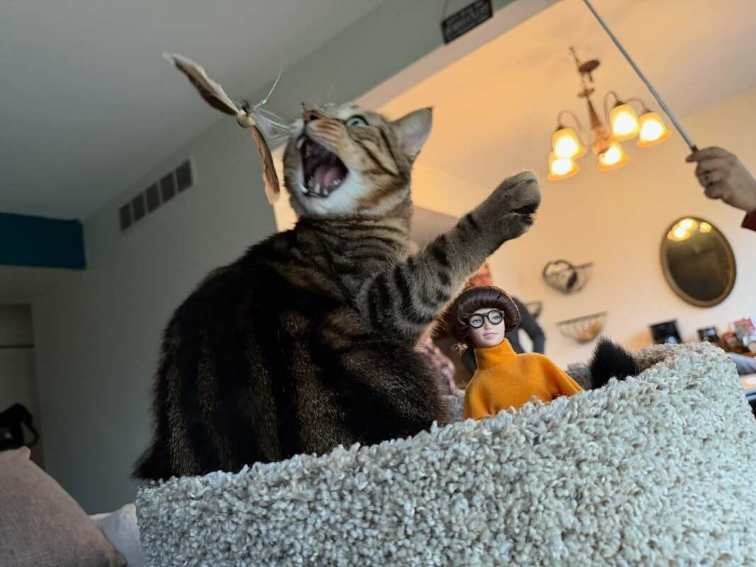 Enlarge Spruce (coming soon!), an adopted Domestic Short Hair in Kalamazoo, MI image 2/4