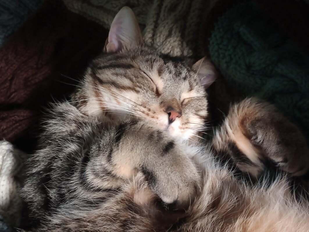 Enlarge Spruce (coming soon!), an adopted Domestic Short Hair in Kalamazoo, MI image 4/4