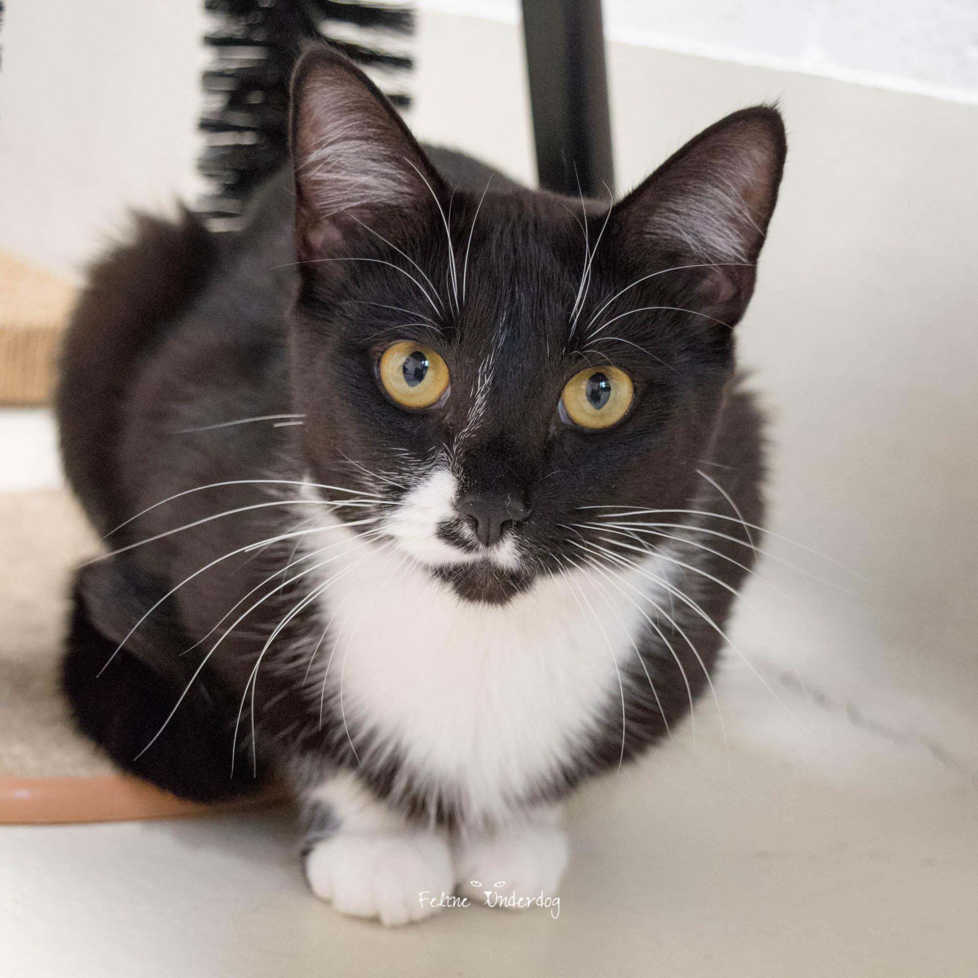 Enlarge Mary Todd- #51203, a ADOPTABLE Domestic Short Hair in Columbia, MD image 2/4