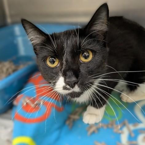 Enlarge Mary Todd- #51203, a ADOPTABLE Domestic Short Hair in Columbia, MD image 4/4