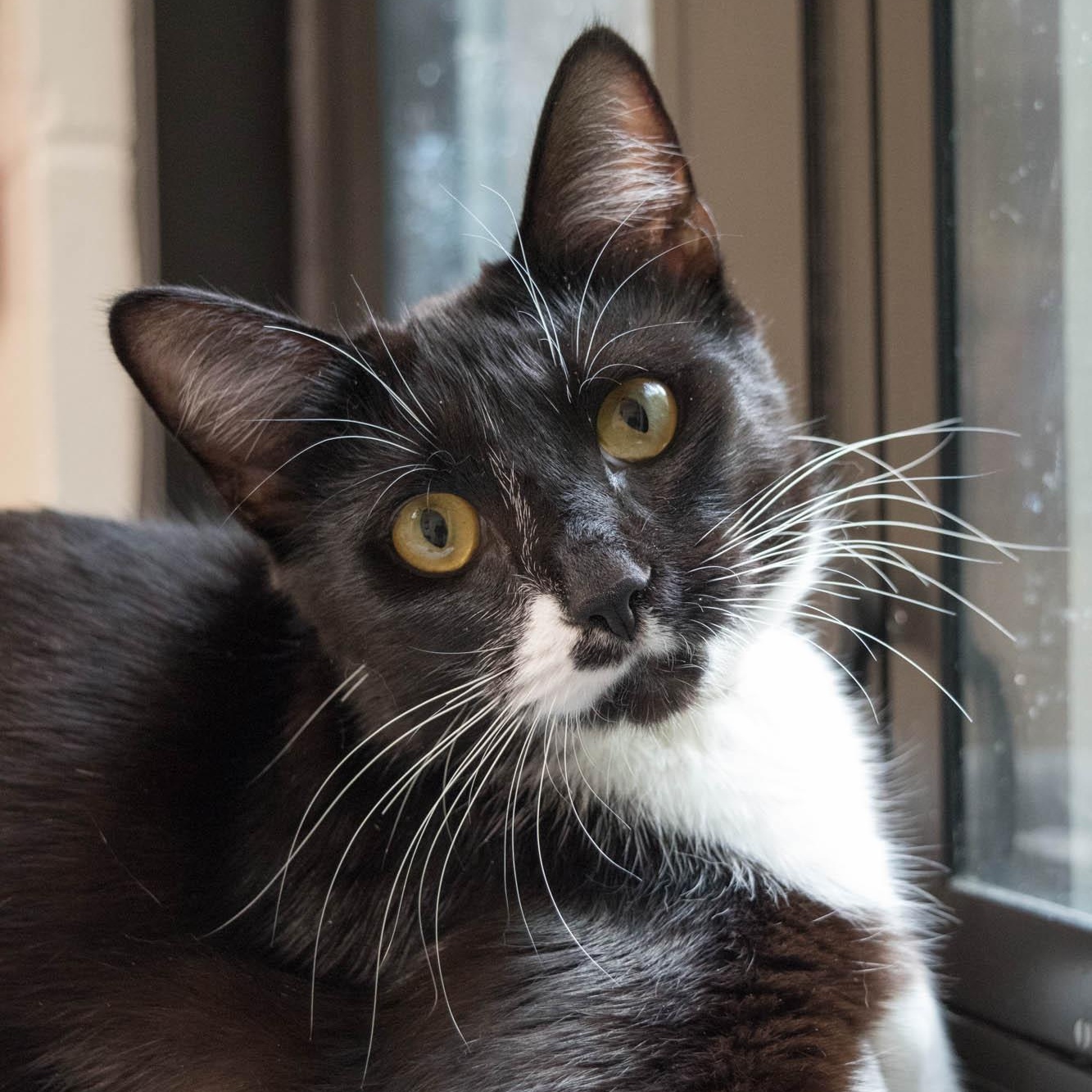 Mary Todd- #51203, ADOPTABLE, Adult Female Domestic Short Hair.