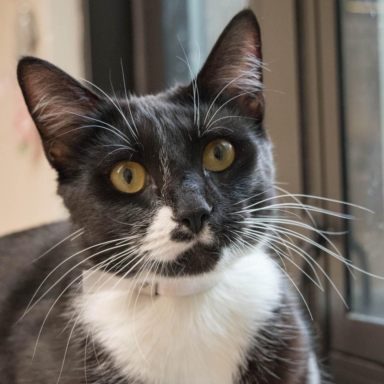 Enlarge Mary Todd- #51203, a ADOPTABLE Domestic Short Hair in Columbia, MD image 3/4