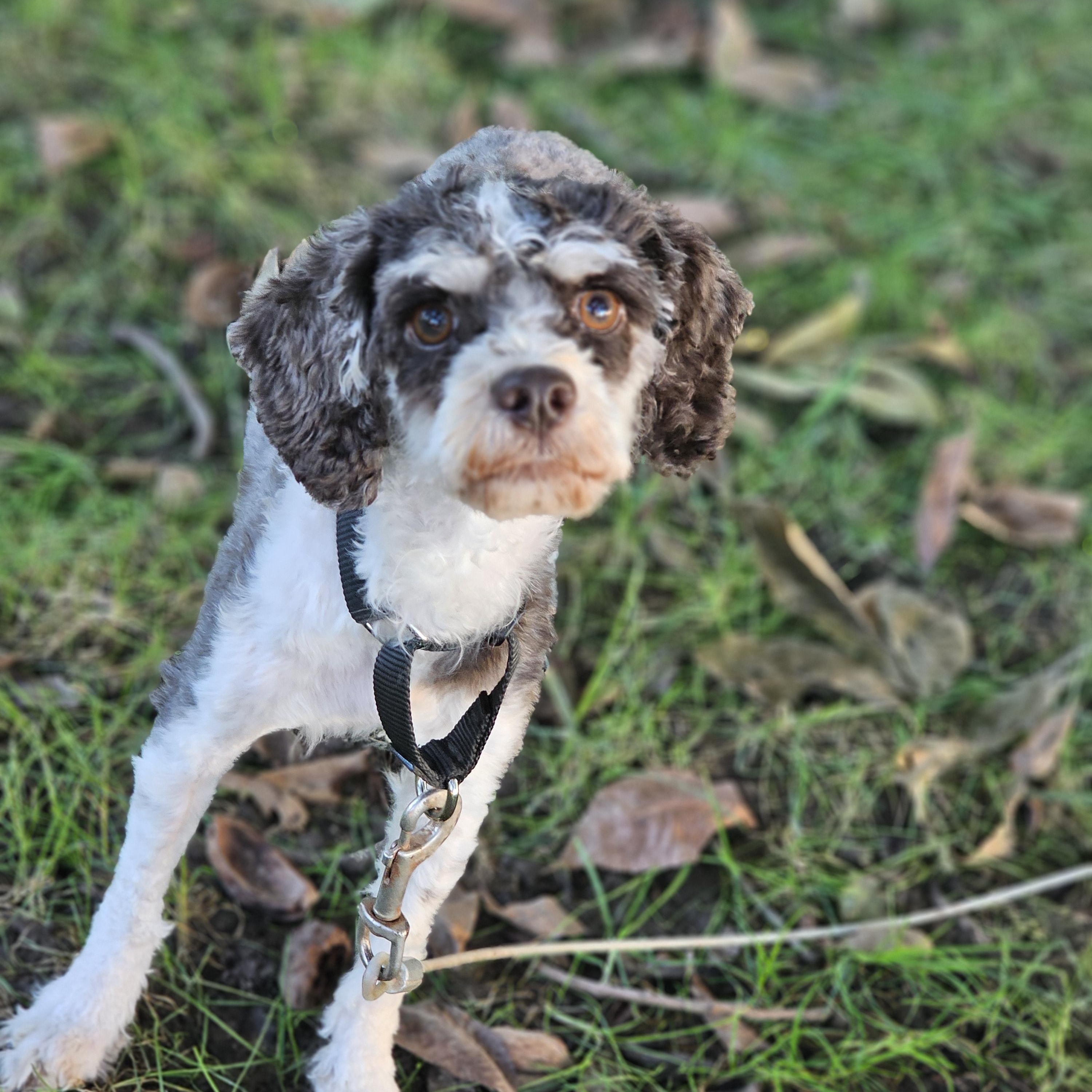 Enlarge Mocha Springfield, a Adoptable Cavapoo in Springfield , IL image 2/6