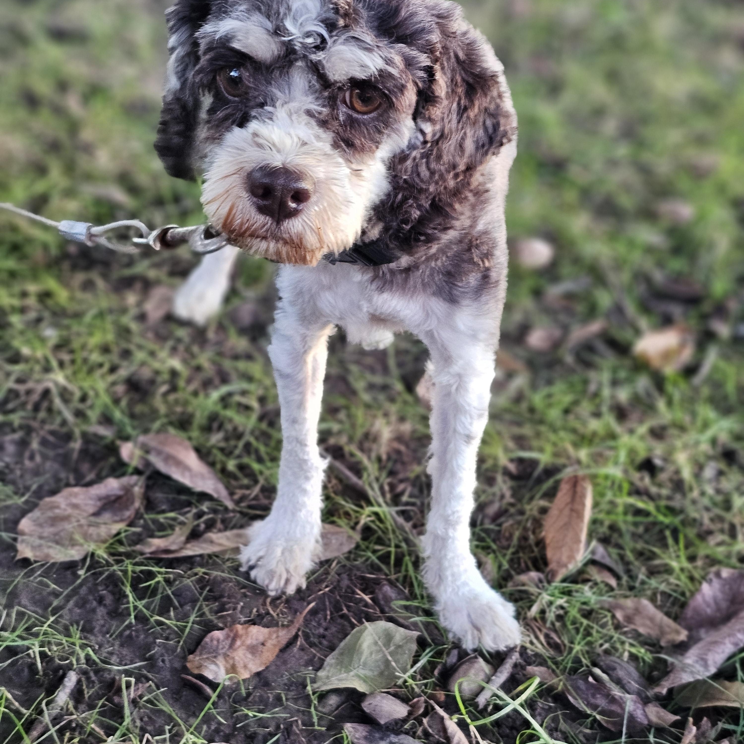 Enlarge Mocha Springfield, a Adoptable Cavapoo in Springfield , IL image 4/6