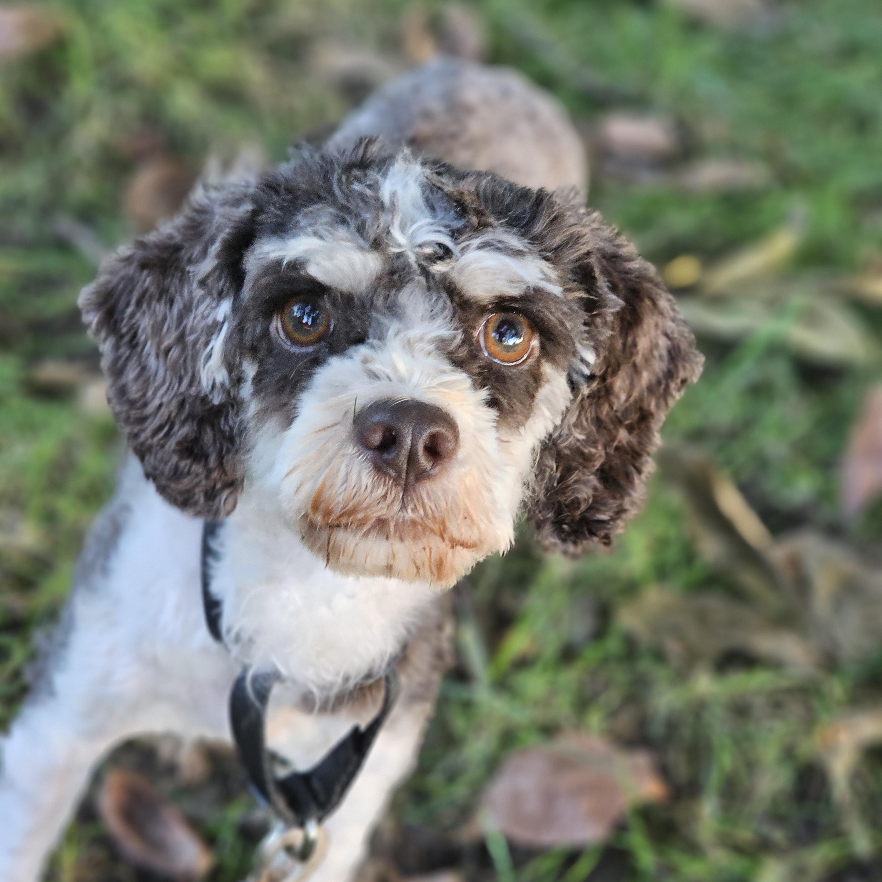 Mocha Springfield, Adoptable, Adult Female Cavapoo.