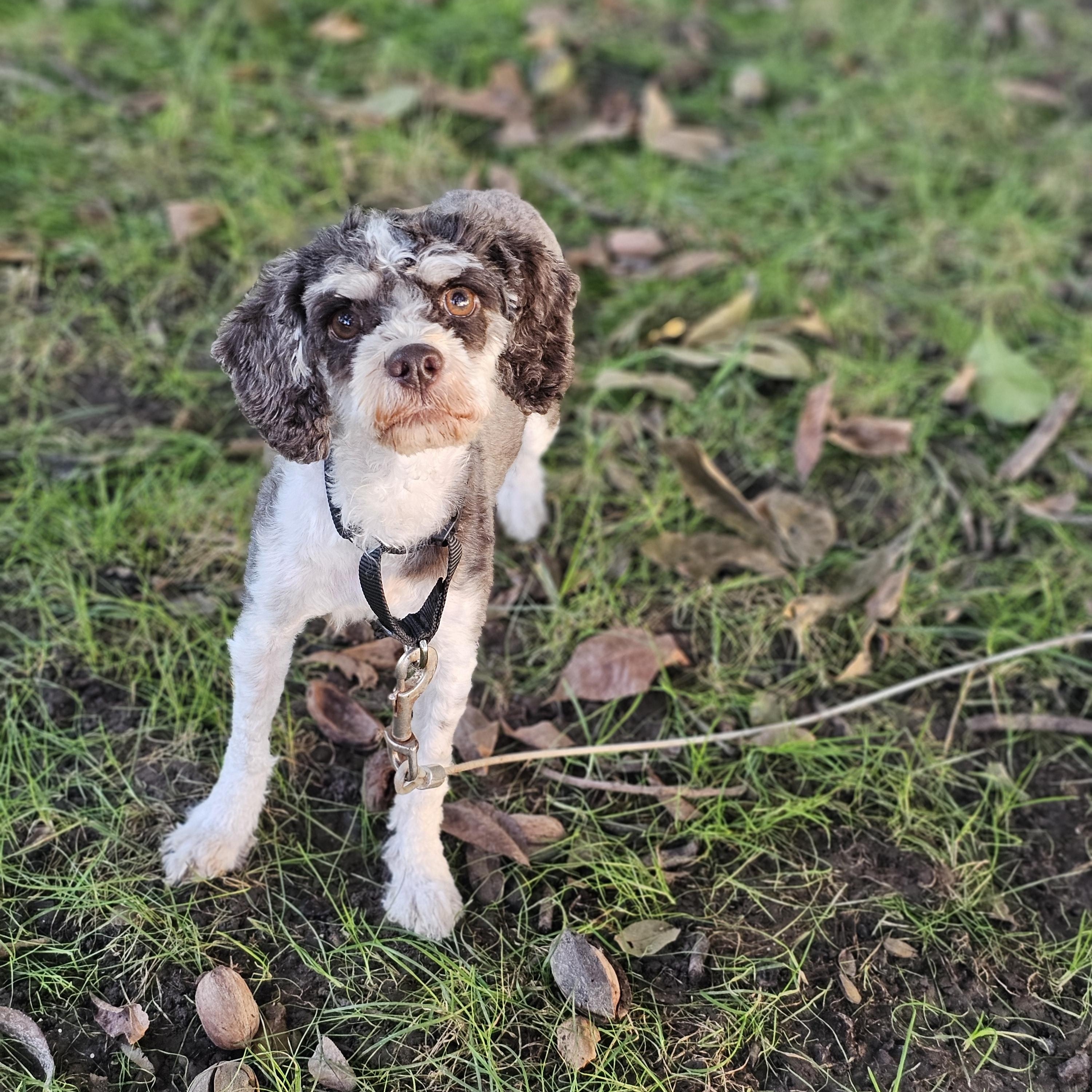 Enlarge Mocha Springfield, a Adoptable Cavapoo in Springfield , IL image 3/6
