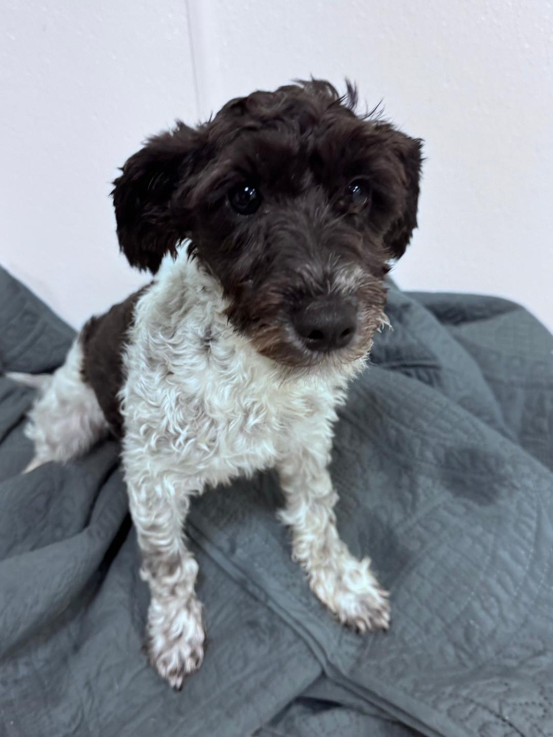 Melanie-8/29/26, an adopted mixed breed in Lambertville, NJ image 1/3