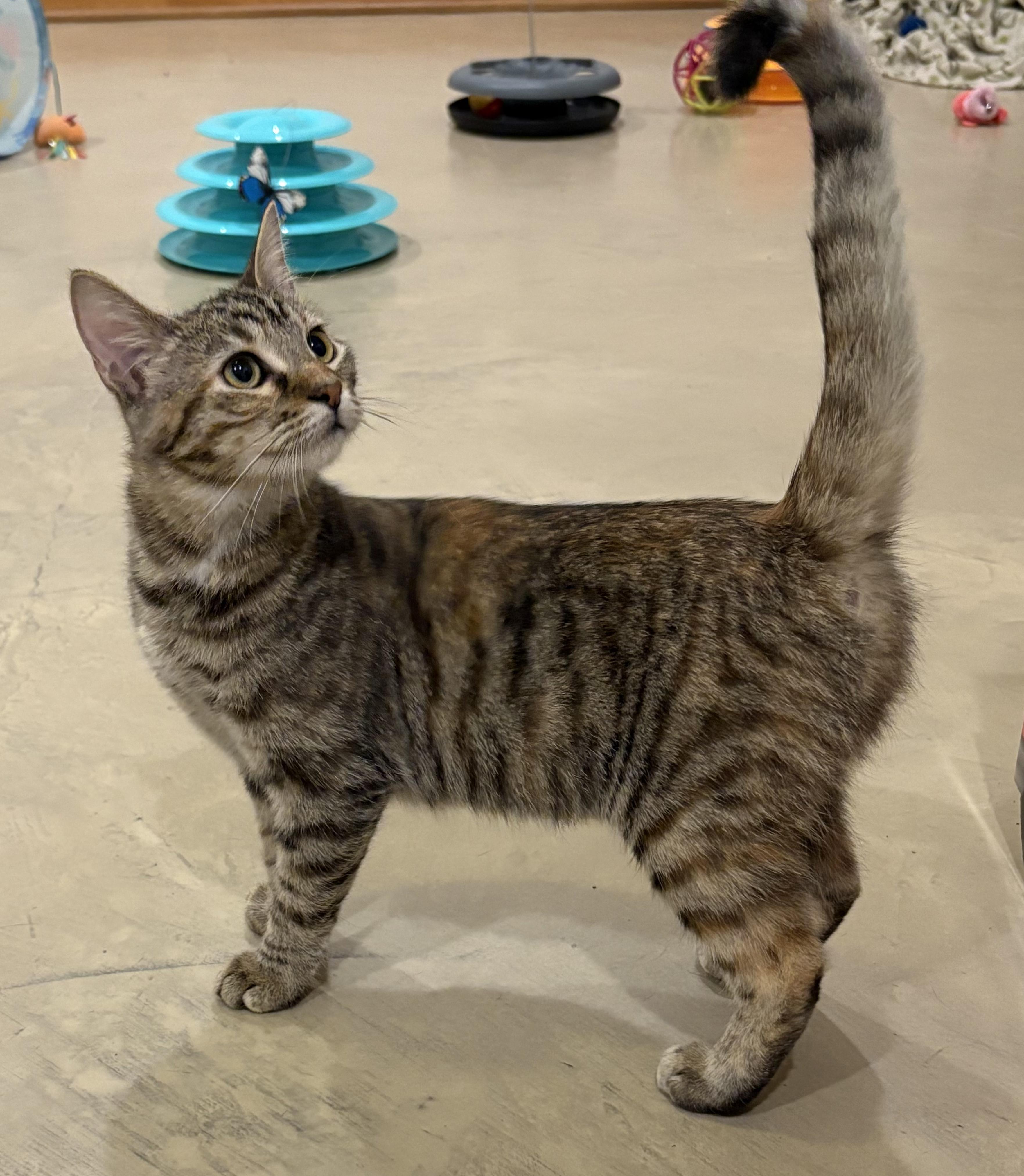 Enlarge Snugglepunk & Mini Spice, a Adoptable Domestic Short Hair in Lincoln, NE image 2/6