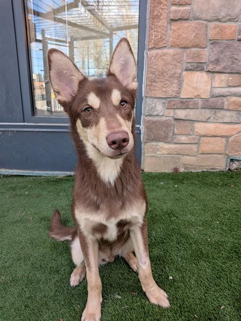 Enlarge THEODORE, a Adoptable mixed breed in Toronto, ON image 1/1