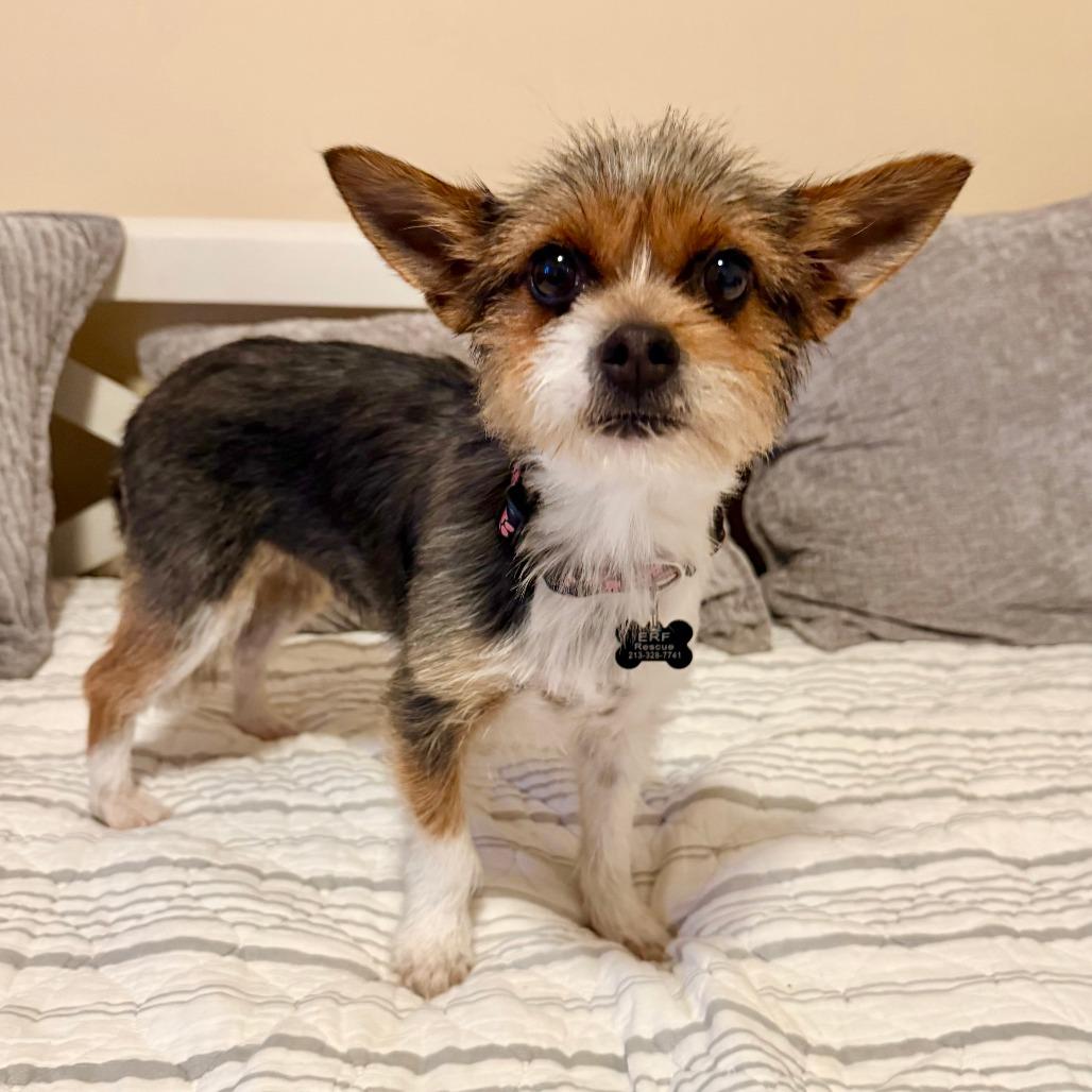 Enlarge Fiona, a Adoptable Terrier in Agoura Hills, CA image 2/5