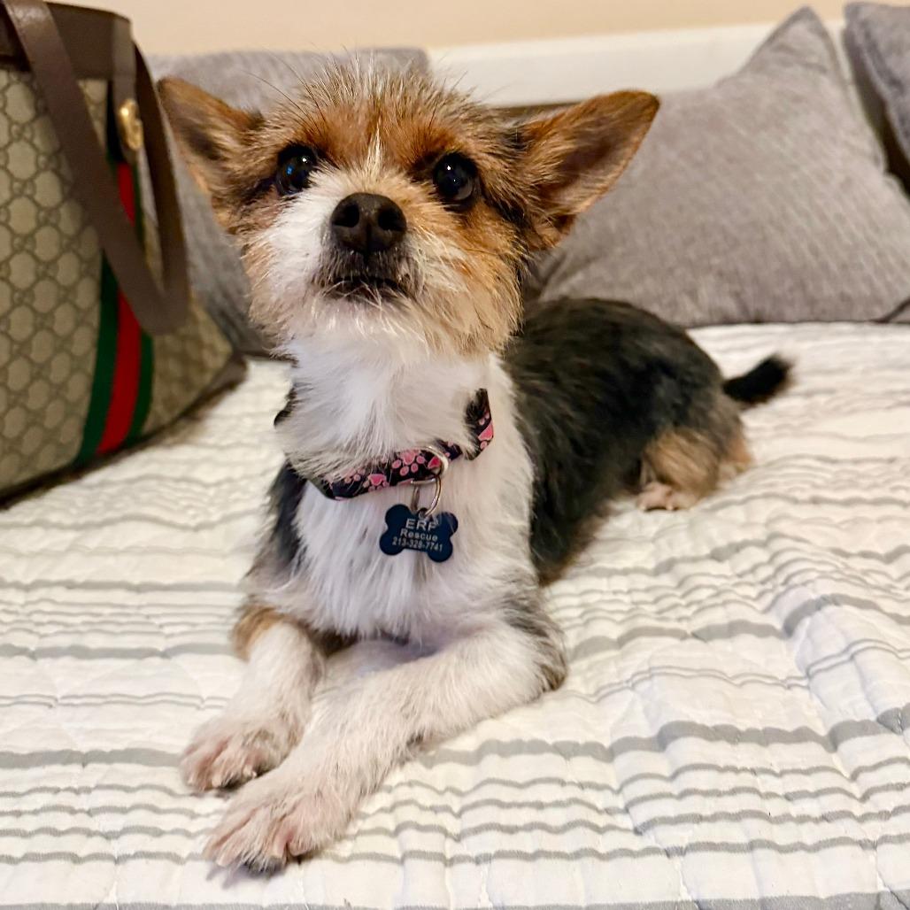 Enlarge Fiona, a Adoptable Terrier in Agoura Hills, CA image 3/5