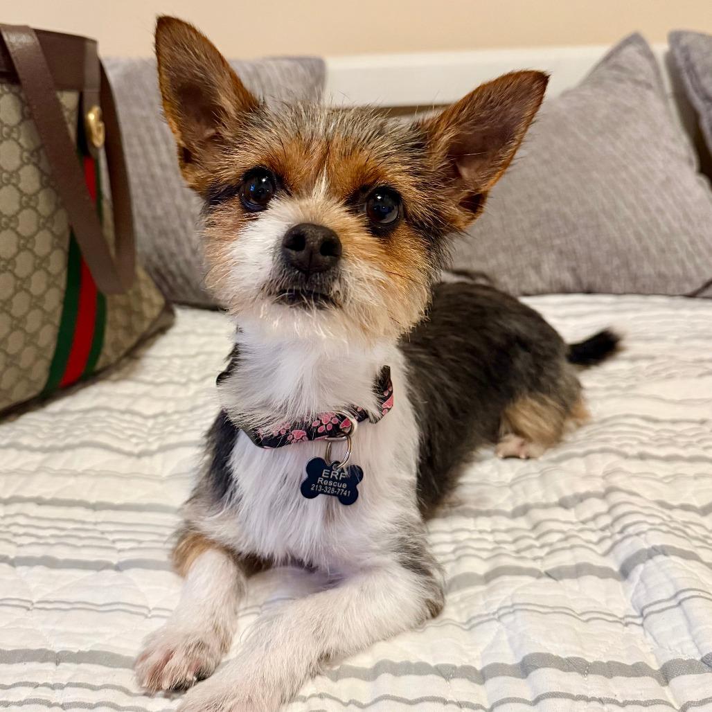 Enlarge Fiona, a Adoptable Terrier in Agoura Hills, CA image 4/5