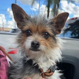 Enlarge Fiona, a Adoptable Terrier in Agoura Hills, CA image 5/5