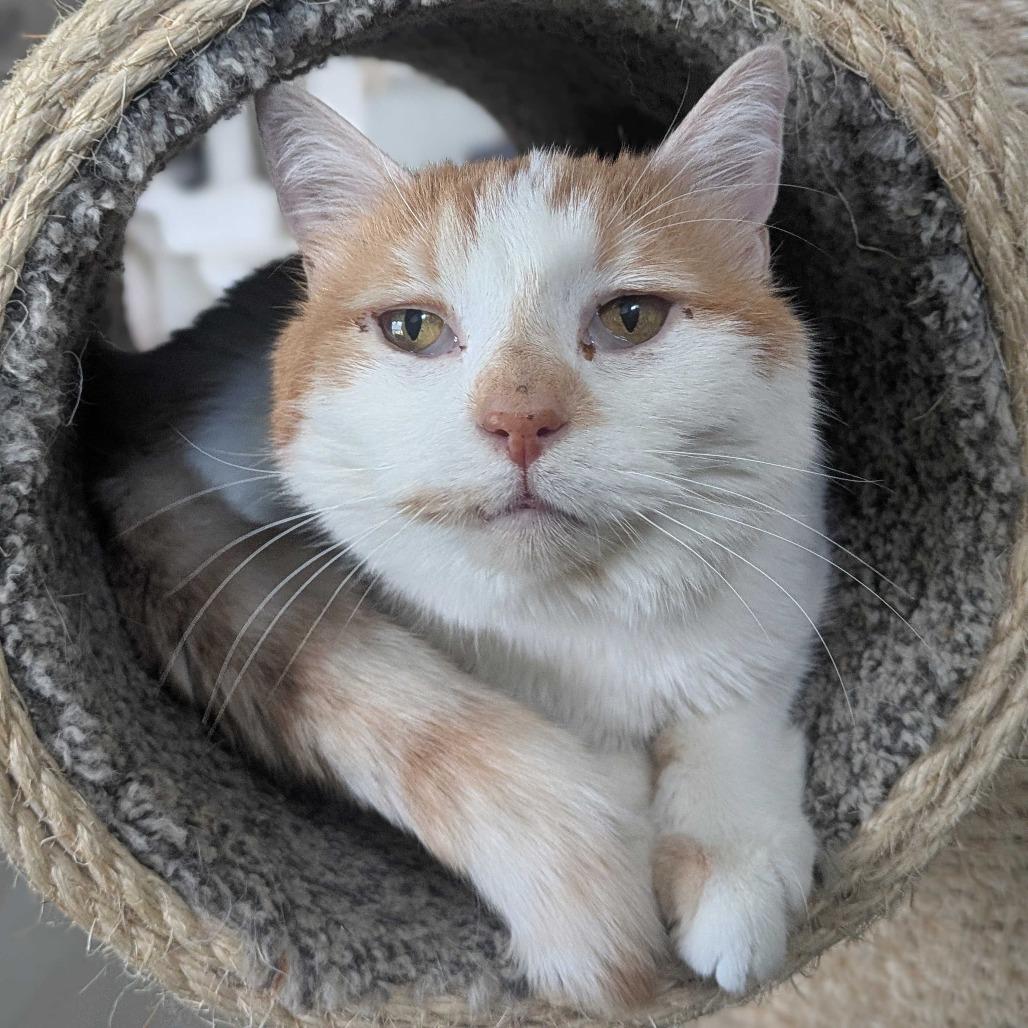 Fiona, a Adoptable Domestic Medium Hair in Portland, OR image 1/2