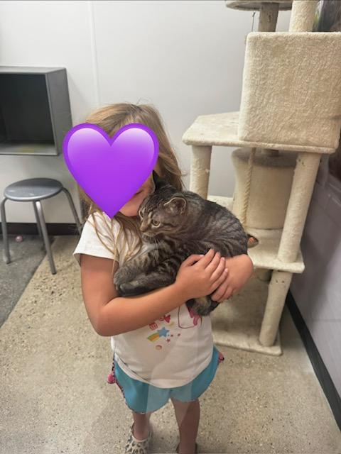 Enlarge Gray, a Adoptable Domestic Short Hair in Hutchinson, MN image 5/5