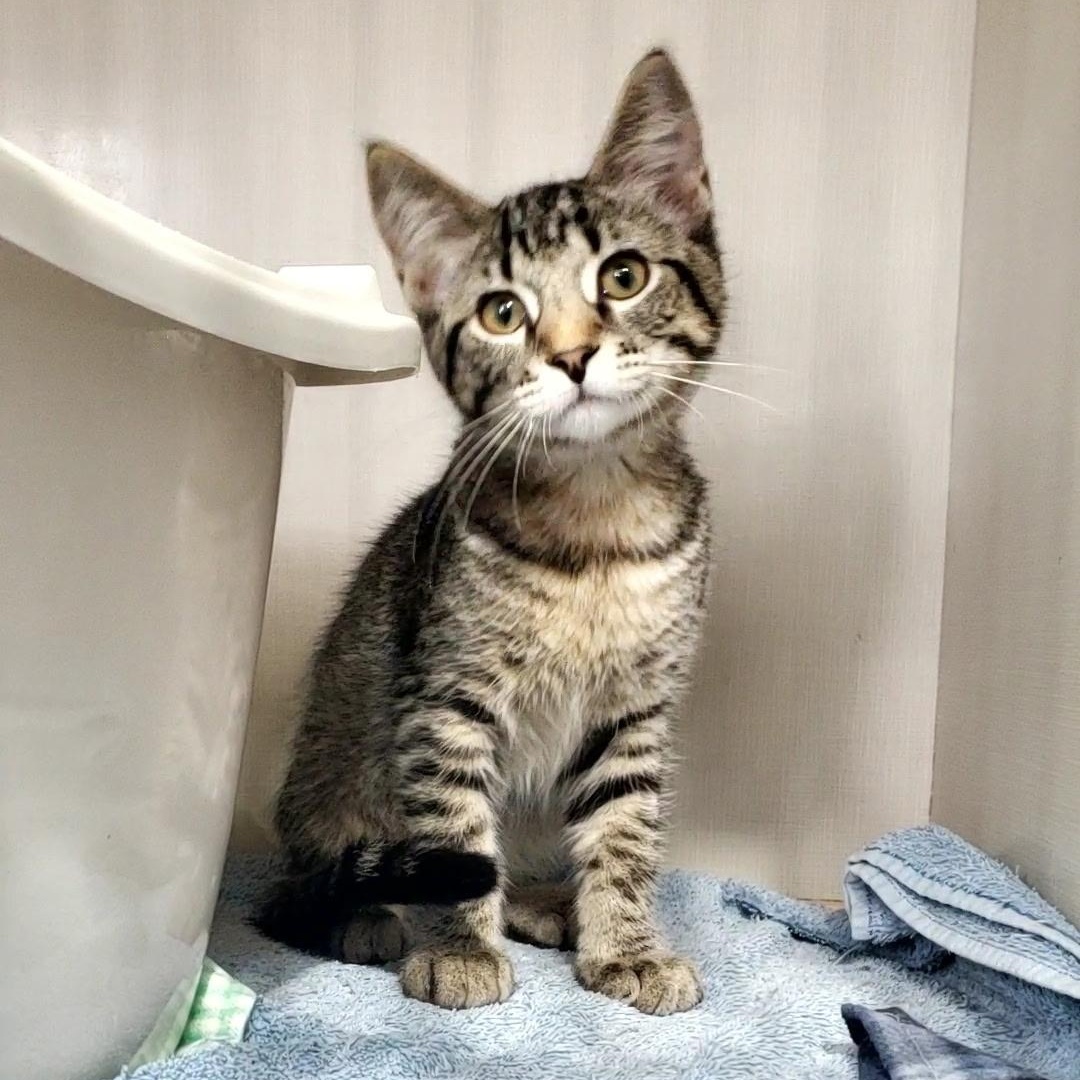 Enlarge Gray, a Adoptable Domestic Short Hair in Hutchinson, MN image 1/5