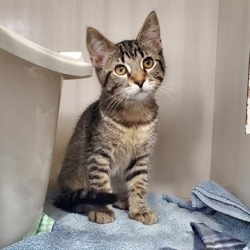 Enlarge Gray, a Adoptable Domestic Short Hair in Hutchinson, MN image 2/5