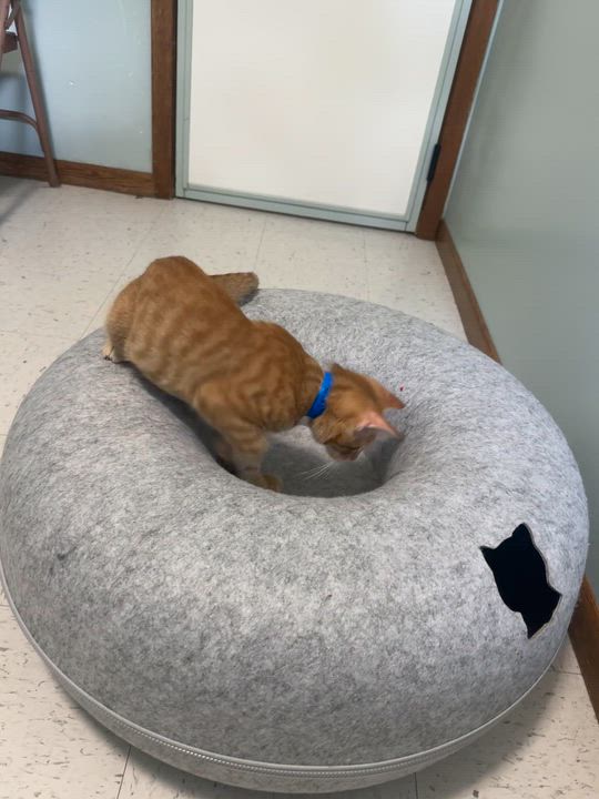 Enlarge Gray, a Adoptable Domestic Short Hair in Hutchinson, MN video 4/5