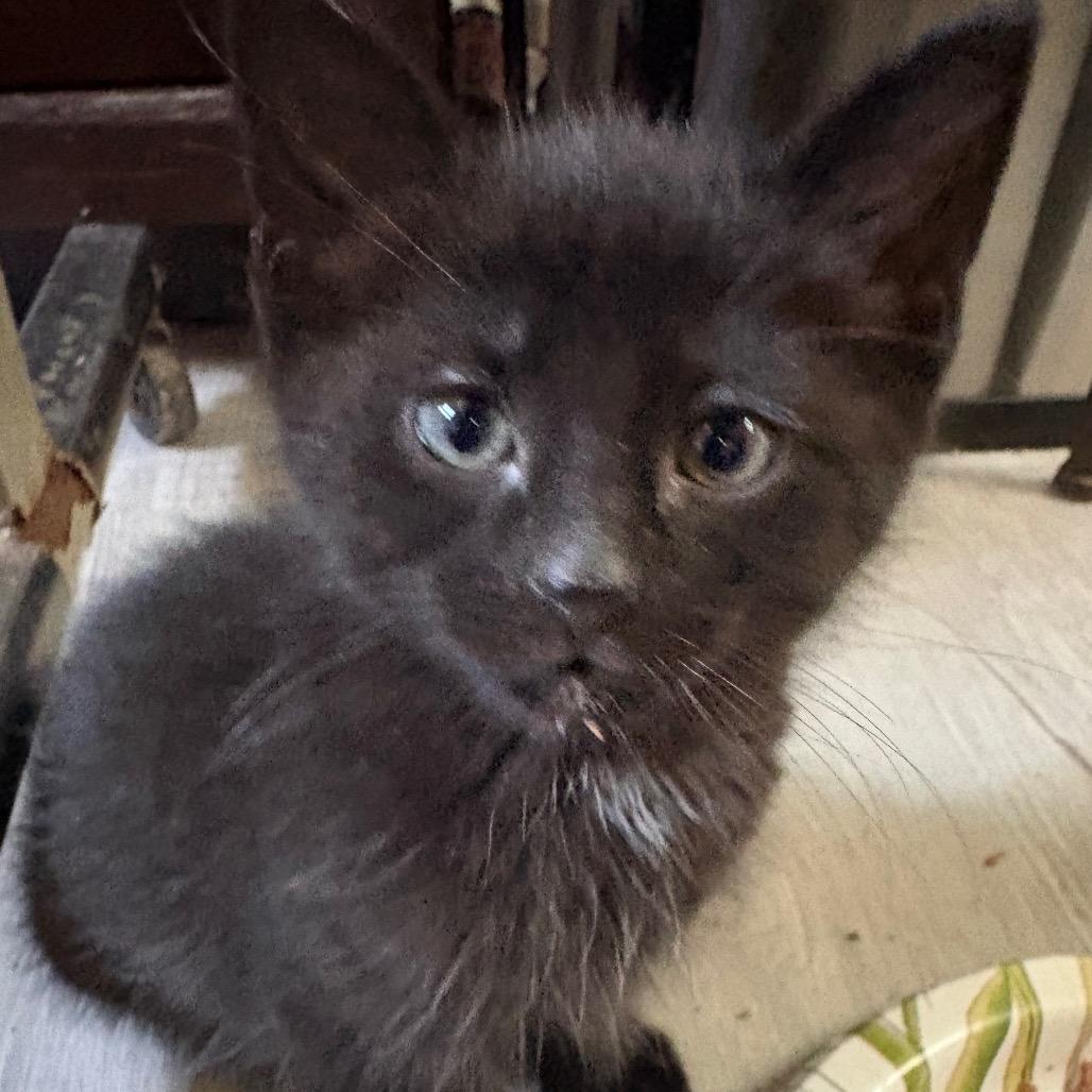 Figaro, ADOPTABLE, Young Male Domestic Medium Hair.