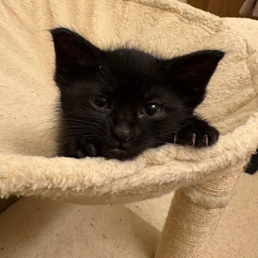 Figaro, a ADOPTABLE Domestic Medium Hair in Crookston, MN image 2/2