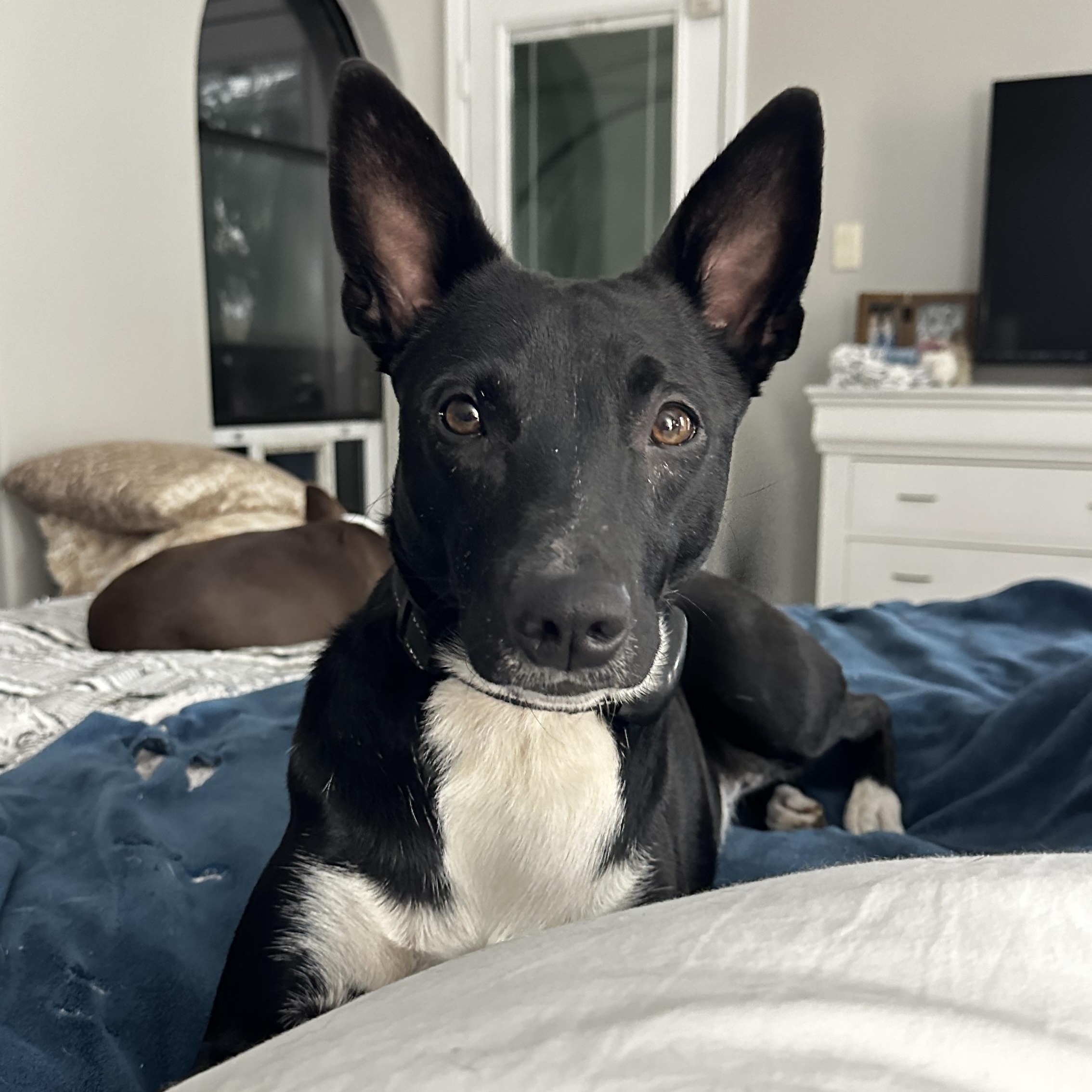 Enlarge Sasha (Courtesy Listing), a Adoptable Basenji in Weatherford, TX image 2/5