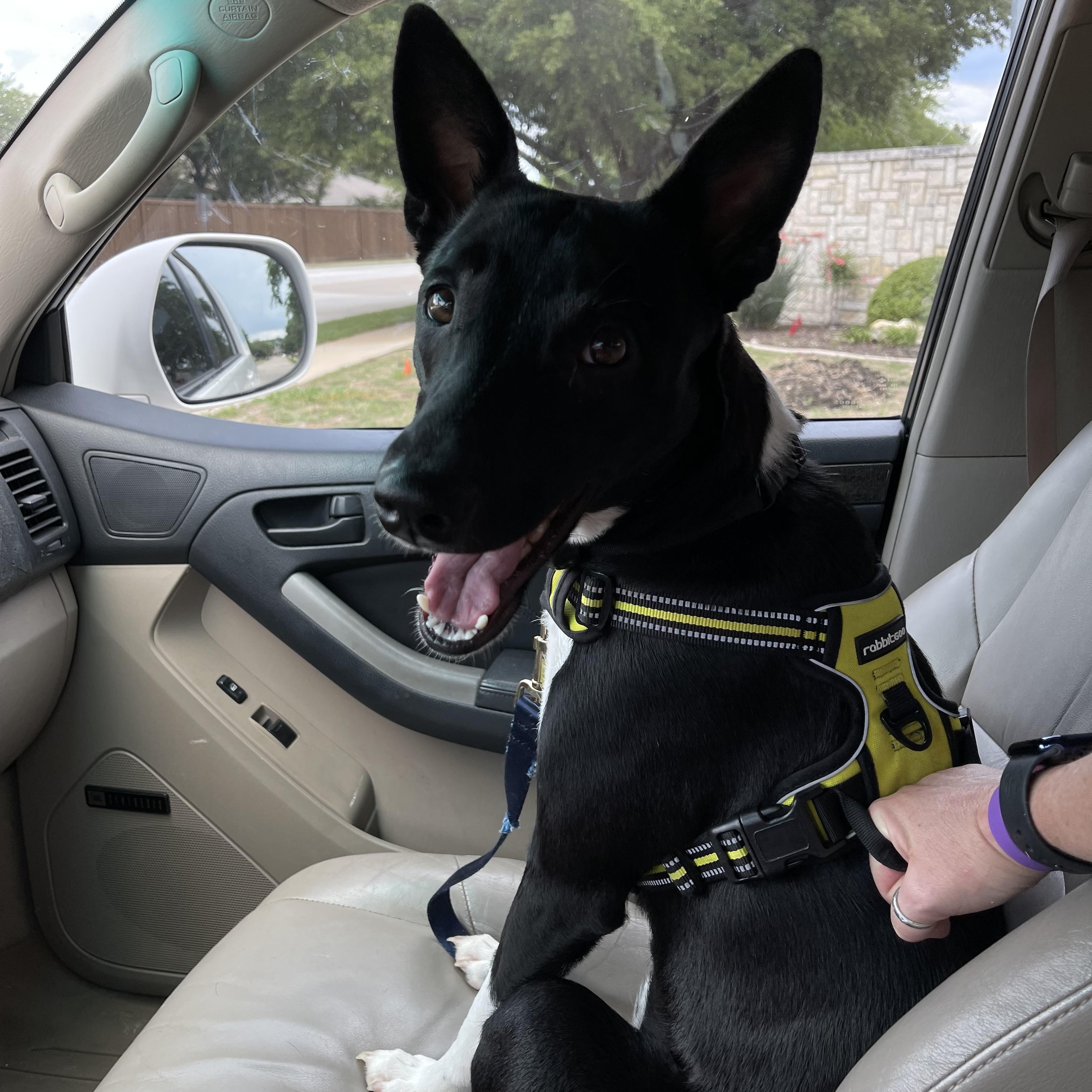 Enlarge Sasha (Courtesy Listing), a Adoptable Basenji in Weatherford, TX image 3/5