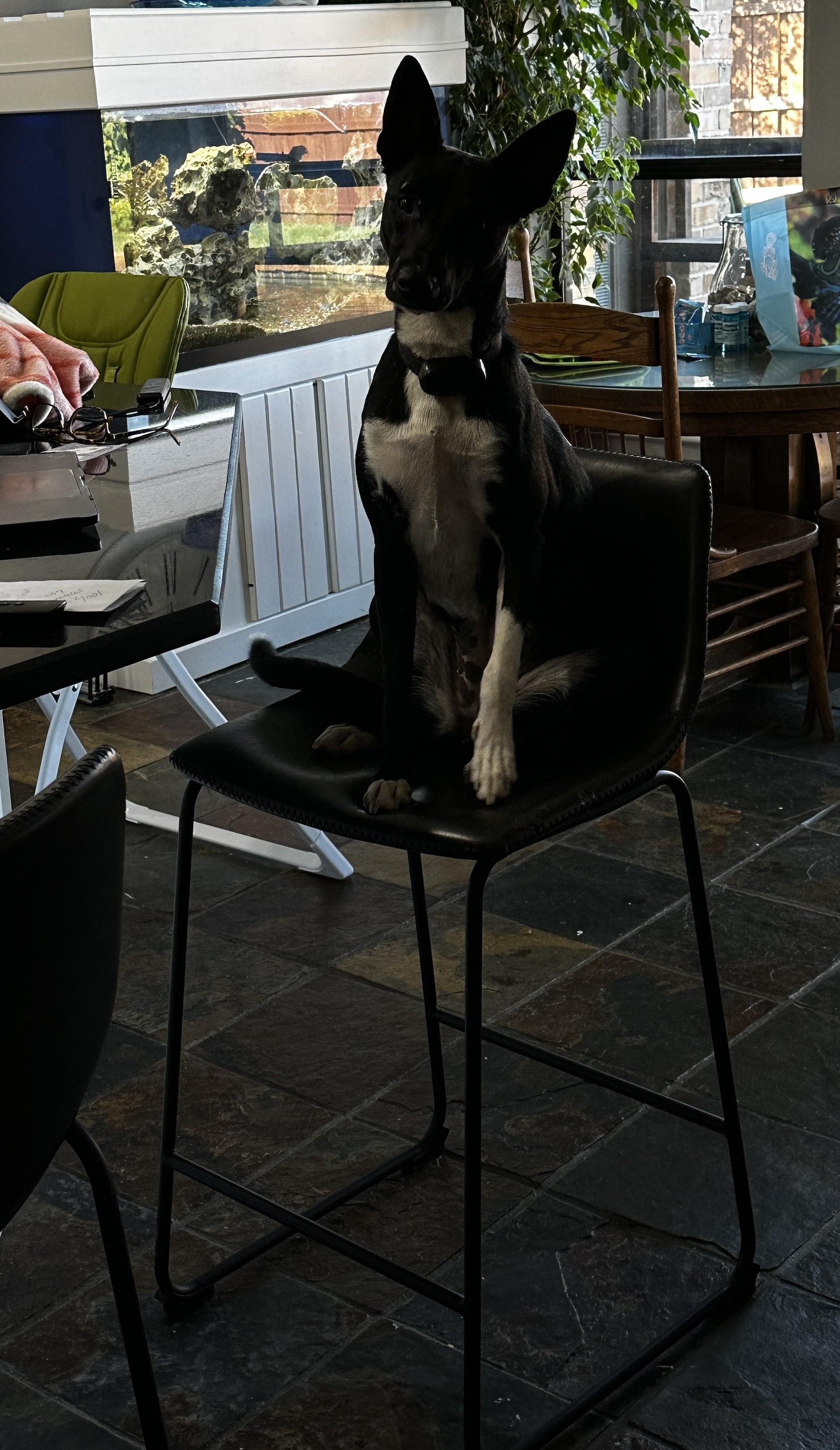 Sasha (Courtesy Listing)